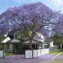 750px-jacaranda.jpg