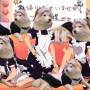 moemoekyundogs.jpg